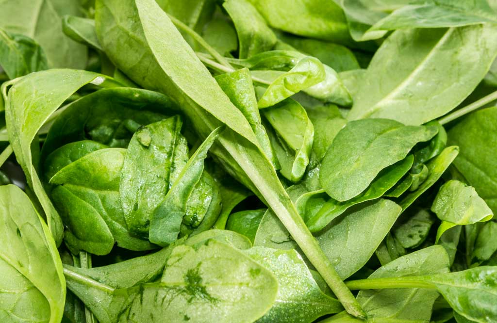 Fresh Spinach Day - Tag des frischen Spinats in den USA. Kuriose Feiertage - 16. Juli © 2016 Sven Giese - Bild 1 Fresh Spinach Day - Tag des frischen Spinats in den USA. Kuriose Feiertage - 16. Juli © 2016 Sven Giese - Bild 1