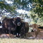 Cow Appreciation Day - Ehrentag der Kuh in den USA. Kuriose Feiertage - zweiter Dienstag im Juli © 2019 Diemtar Giese