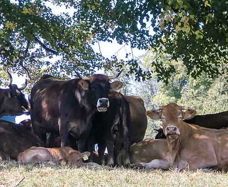 Cow Appreciation Day - Ehrentag der Kuh in den USA. Kuriose Feiertage - zweiter Dienstag im Juli © 2019 Diemtar Giese