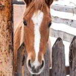 National I Love Horses Day - Ich-mag-Pferde-Tag in den USA. Kuriose Feiertage - 15. Juli © 2020 Sven Giese