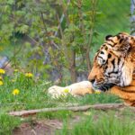 international tiger day 2023 sven giese featured