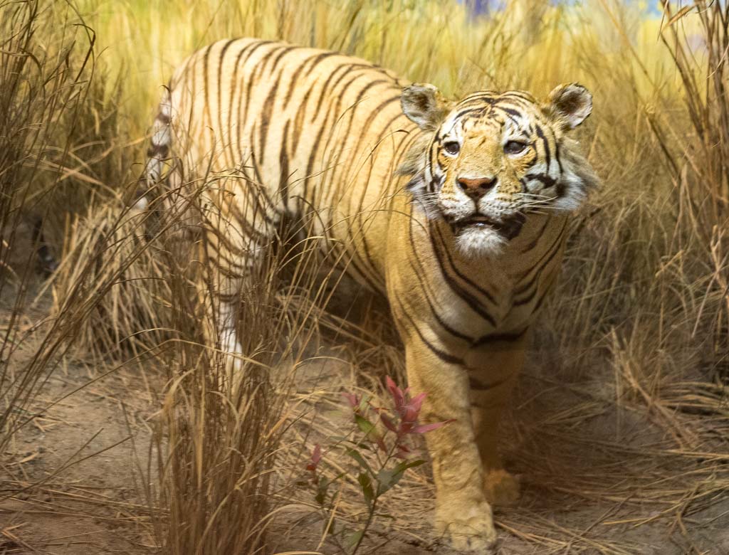 International Tiger Day - Internationaler Tag des Tigers. Kuriose Feiertage - 29. Juli © 2019 Sven Giese - Bild 1 International Tiger Day - Internationaler Tag des Tigers. Kuriose Feiertage - 29. Juli © 2019 Sven Giese - Bild 1