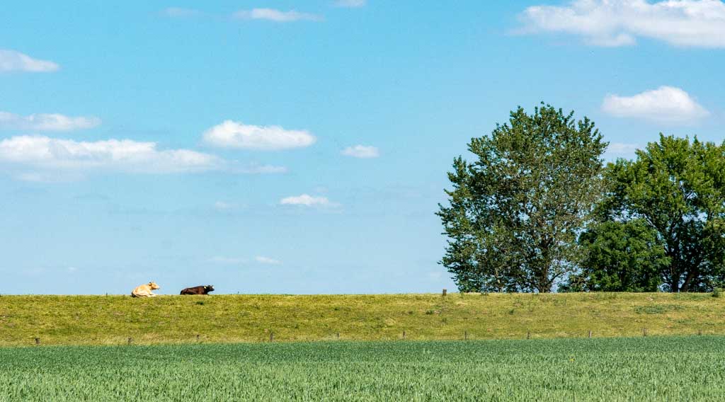 Cow Appreciation Day - Ehrentag der Kuh in den USA. Kuriose Feiertage - zweiter Dienstag im Juli © 2015 Sven Giese - Bild 4 Cow Appreciation Day - Ehrentag der Kuh in den USA. Kuriose Feiertage - zweiter Dienstag im Juli © 2015 Sven Giese - Bild 4