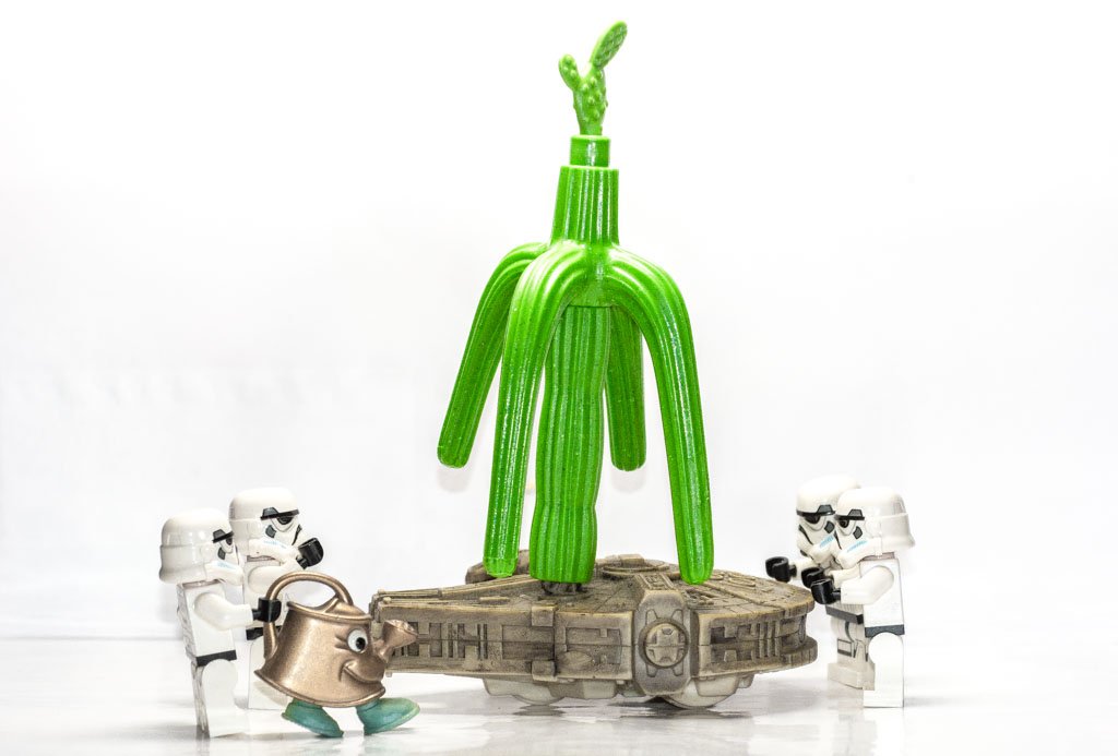 National Take Your Houseplant For A Walk Day - der US-amerikanische Geh-mit-Deiner-Zimmerpflanze-spazieren-Tag. Kuriose Feiertage - 27. Juli © 2015 Sven Giese