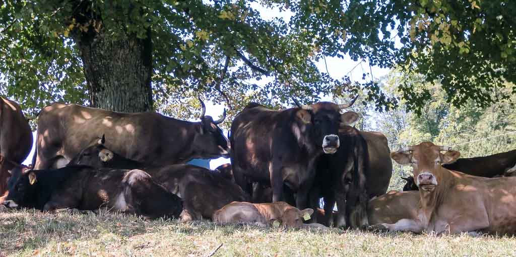 Cow Appreciation Day - Ehrentag der Kuh in den USA. Kuriose Feiertage - zweiter Dienstag im Juli © 2017 Dietmar Giese - Bild 1 Cow Appreciation Day - Ehrentag der Kuh in den USA. Kuriose Feiertage - zweiter Dienstag im Juli © 2017 Dietmar Giese - Bild 1