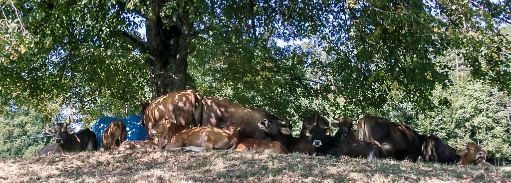 Cow Appreciation Day - Ehrentag der Kuh in den USA. Kuriose Feiertage - zweiter Dienstag im Juli © 2017 Dietmar Giese - Bild 2 Cow Appreciation Day - Ehrentag der Kuh in den USA. Kuriose Feiertage - zweiter Dienstag im Juli © 2017 Dietmar Giese - Bild 2