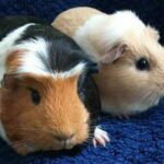 Guinea Pig Appreciation Day - Ehrentag der Meerschweinchen in Kanada. Kuriose Feiertage - 16. Juli © 2019 Sven Giese