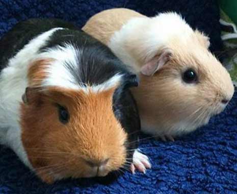 Guinea Pig Appreciation Day - Ehrentag der Meerschweinchen in Kanada. Kuriose Feiertage - 16. Juli © 2019 Sven Giese