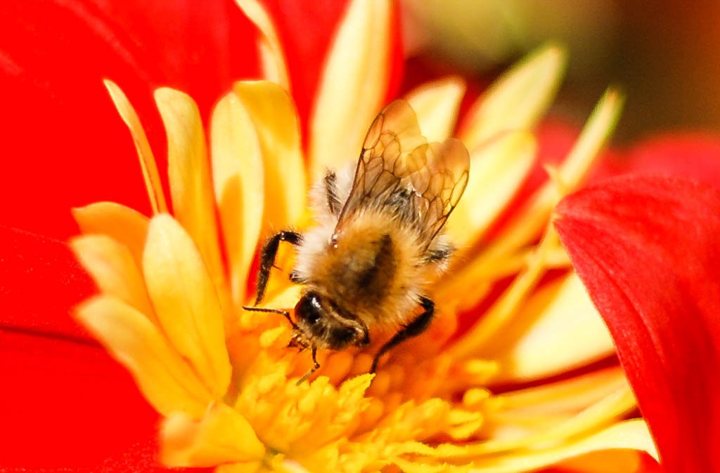 Don't Step on a Bee Day - Tritt-nicht-auf-eine-Biene-Tag in den USA. Kuriose Feiertage - 10. Juli © 2016 Sven Giese - Bild 3