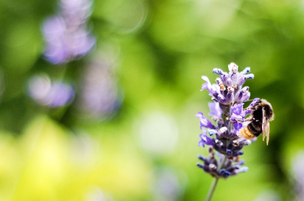 Don't Step on a Bee Day - Tritt-nicht-auf-eine-Biene-Tag in den USA. Kuriose Feiertage - 10. Juli © 2016 Sven Giese - Bild 2