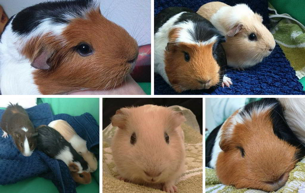 Guinea Pig Appreciation Day - Ehrentag der Meerschweinchen in Kanada. Kuriose Feiertage - 16. Juli © 2016 Anne Fu - Bild 2 Guinea Pig Appreciation Day - Ehrentag der Meerschweinchen in Kanada. Kuriose Feiertage - 16. Juli © 2016 Anne Fu - Bild 2