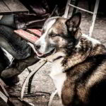 National Mutt Day - Tag des Mischlingshundes in den USA. Kuriose Feiertage - 31. Juli © 2019 Sven Giese