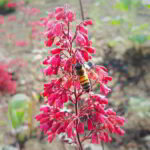 Don't Step on a Bee Day - Tritt-nicht-auf-eine-Biene-Tag in den USA. Kuriose Feiertage - 10. Juli © 2019 Sven Giese