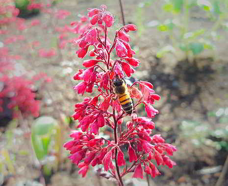 Don't Step on a Bee Day - Tritt-nicht-auf-eine-Biene-Tag in den USA. Kuriose Feiertage - 10. Juli © 2019 Sven Giese