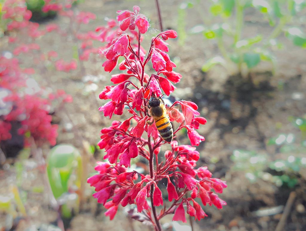 Don't Step on a Bee Day - Tritt-nicht-auf-eine-Biene-Tag in den USA. Kuriose Feiertage - 10. Juli © 2019 Sven Giese - Bild 1