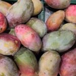 national mango day usa 2023 sven giese featured