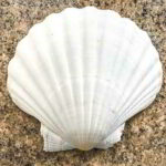 Jakobstag. Kuriose Feiertage - 25. Juli © 2019 Dietmar Giese