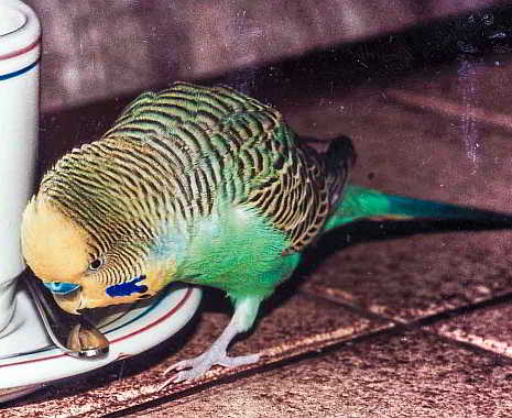 All American Pet Photo Day - Tag der Haustierfotos in den USA. Kuriose Feiertage - 11. Juli © 2019 Sven Giese