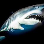 National Shark Awareness Day - Tag der Haie in den USA. Kuriose Feiertage - 14. Juli © 2019 Sven Giese