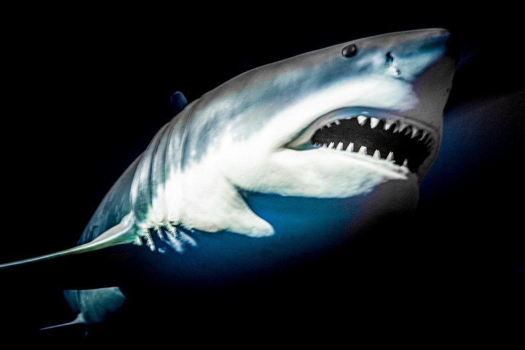 National Shark Awareness Day - Tag der Haie in den USA. Kuriose Feiertage - 14. Juli © 2019 Sven Giese