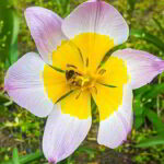 World Nature Conservation Day - Welttag des Naturschutzes. Kuriose Feiertage - 28. Juli © 2019 Sven Giese