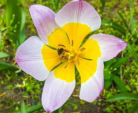 World Nature Conservation Day - Welttag des Naturschutzes. Kuriose Feiertage - 28. Juli © 2019 Sven Giese