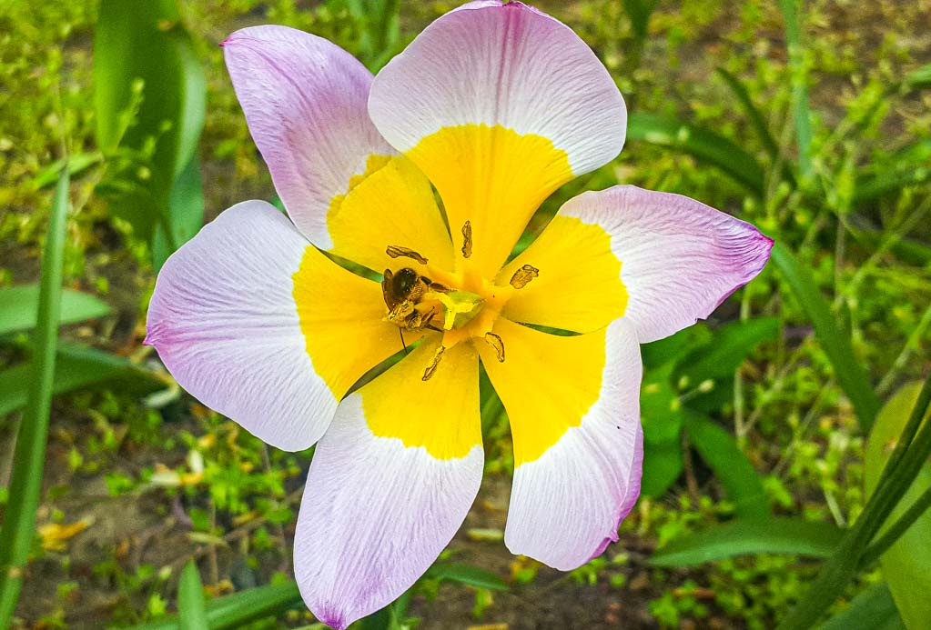 World Nature Conservation Day - Welttag des Naturschutzes. Kuriose Feiertage - 28. Juli © 2019 Sven Giese