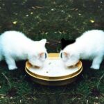 National Kitten Day - Kätzchen-Tag in den USA. Kuriose Feiertage - 10. Juli © 2020 Sven Giese