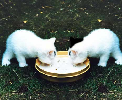 National Kitten Day - Kätzchen-Tag in den USA. Kuriose Feiertage - 10. Juli © 2020 Sven Giese