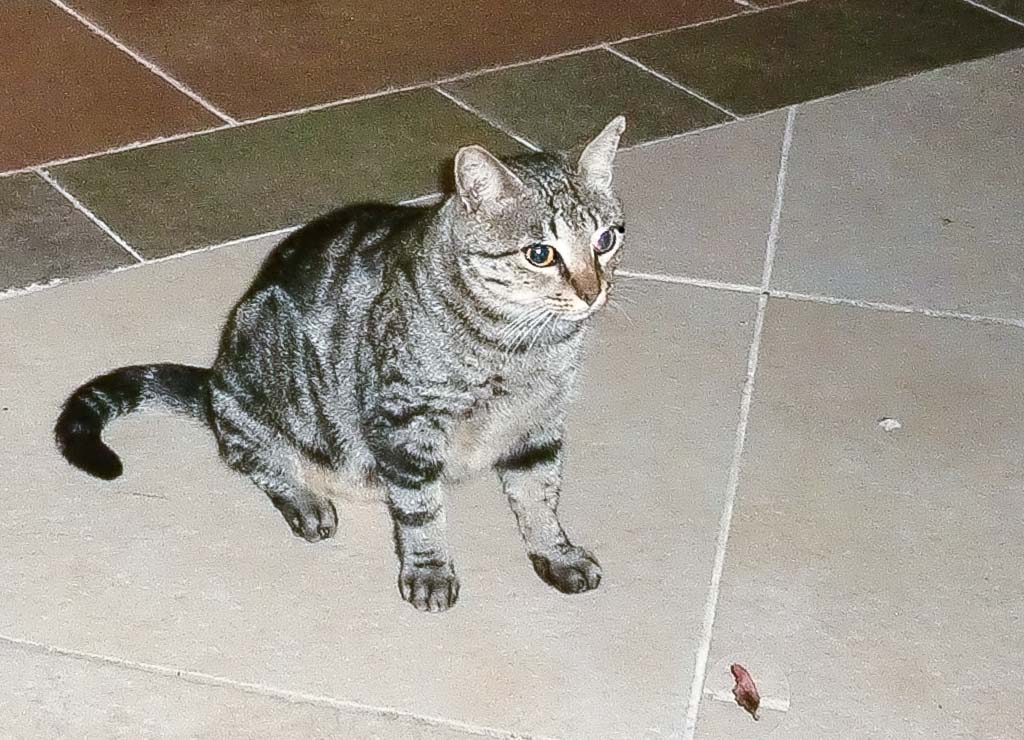 National Kitten Day - Kätzchen-Tag in den USA. Kuriose Feiertage - 10. Juli © 2020 Sven Giese - Bild 2 National Kitten Day - Kätzchen-Tag in den USA. Kuriose Feiertage - 10. Juli © 2020 Sven Giese - Bild 2