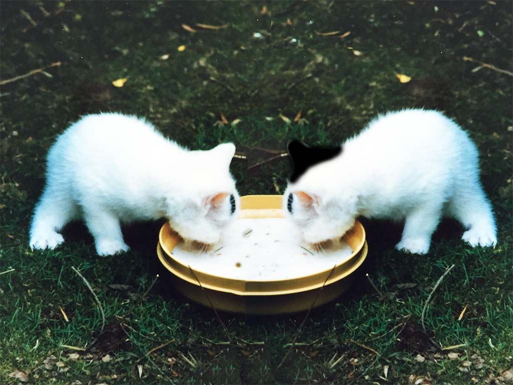 National Kitten Day - Kätzchen-Tag in den USA. Kuriose Feiertage - 10. Juli © 2020 Sven Giese - Bild 1 National Kitten Day - Kätzchen-Tag in den USA. Kuriose Feiertage - 10. Juli © 2020 Sven Giese - Bild 1