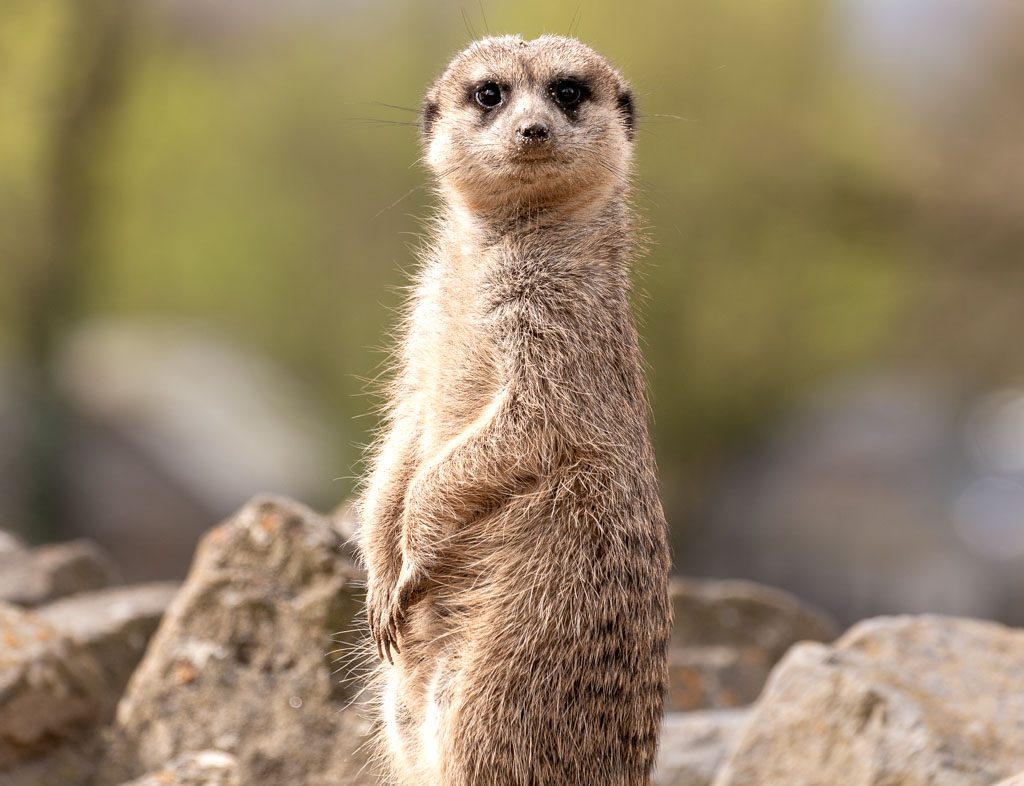 World Meerkat Day – Welltag der Erdmännchen. Kuriose Feiertage - 3. Juli © 2023 Sven Giese – Bild 2 World Meerkat Day – Welltag der Erdmännchen. Kuriose Feiertage - 3. Juli © 2023 Sven Giese – Bild 2