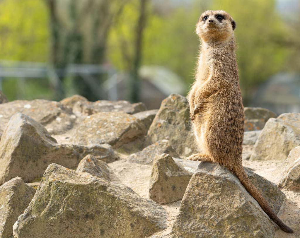 World Meerkat Day – Welltag der Erdmännchen. Kuriose Feiertage - 3. Juli © 2023 Sven Giese – Bild 4 World Meerkat Day – Welltag der Erdmännchen. Kuriose Feiertage - 3. Juli © 2023 Sven Giese – Bild 4